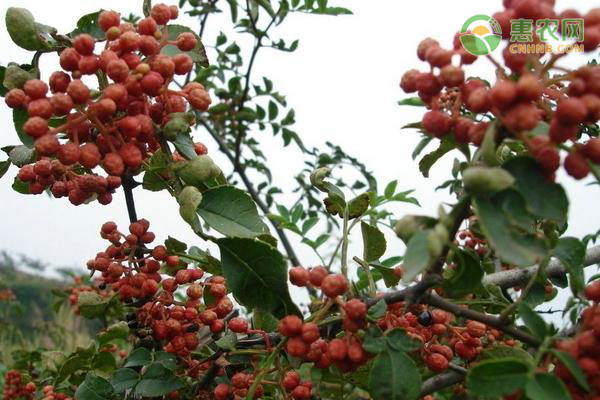 红花椒和青花椒有什么区别？