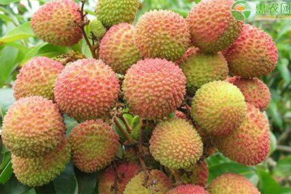永兴荔枝什么季节成熟？