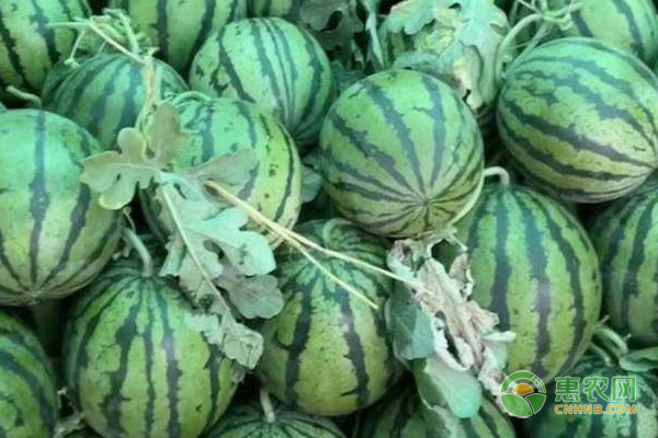南汇8424西瓜一般多重？南汇8424和麒麟瓜的区别是什么？