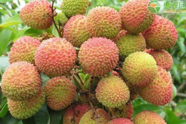 南山荔枝是什么品种？什么时候上市？