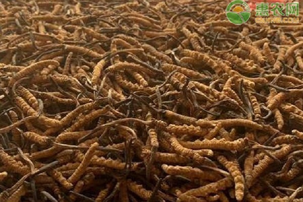 冬虫夏草多少钱一条？鲜虫草和干虫草有什么区别？