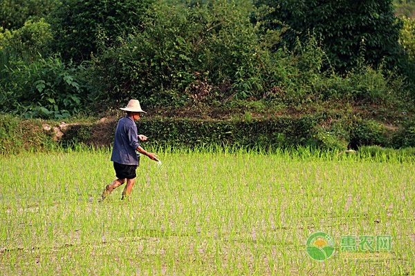 2022年芒种节气是哪一天？有哪些南北饮食差异？