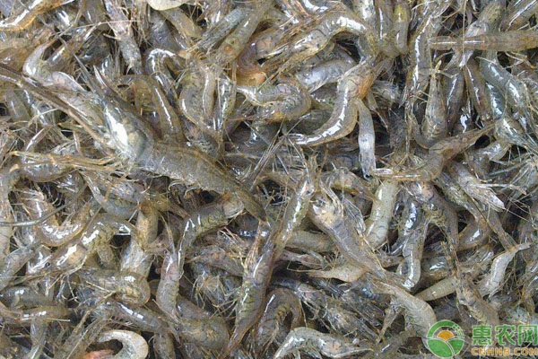 我国哪里产的青虾最有名？