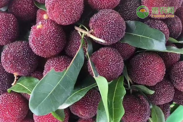 杨梅有虫到底能不能吃？怎么清洗去虫？