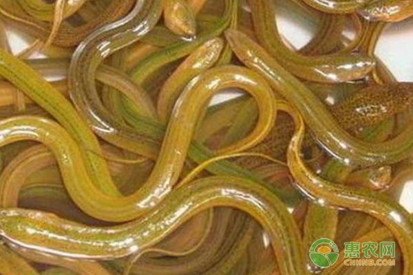 黄鳝苗在哪里可以买到？