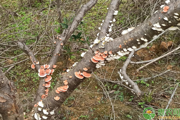 桃树上长的像蘑菇的东西是什么？