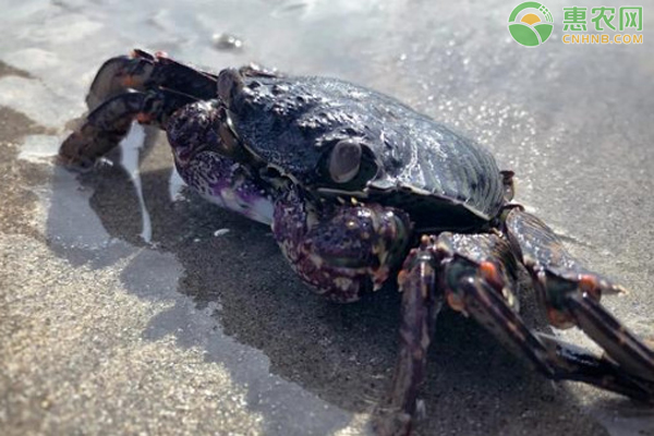石蟹是淡水还是海水？