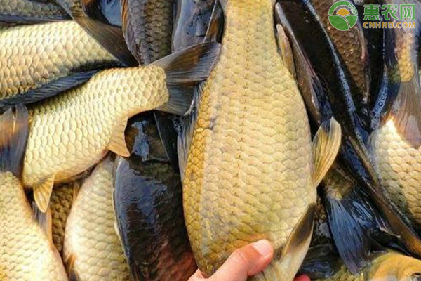 鲫鱼和鲤鱼有什么区别？