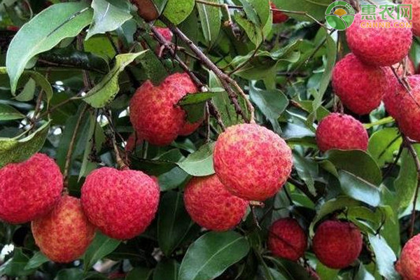 桂早荔荔枝苗哪里有卖？