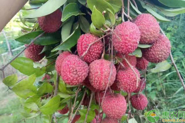 圆枝荔枝的品种特点介绍