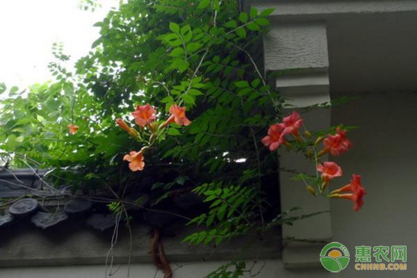 凌霄花和炮仗花有哪些区别？