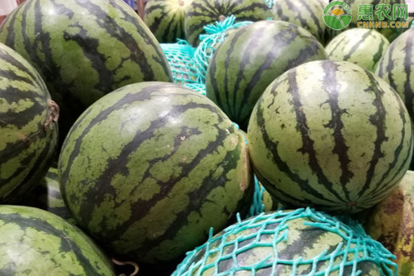 无籽西瓜品种有哪些？