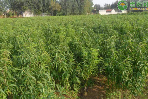 黄金蜜3号苗多少钱一株？品种有何特点？