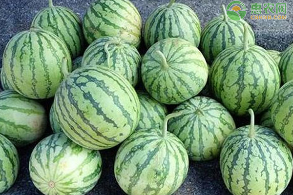 麒麟瓜是无籽西瓜吗？有什么特点？