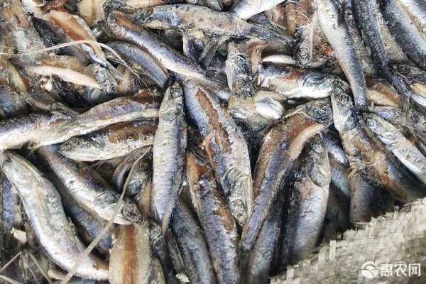 饵料鱼如何消毒？养鱼用什么饵料好？