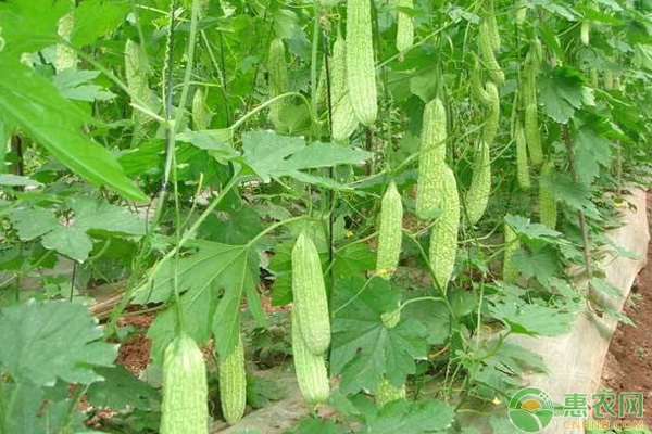 七月份有哪些蔬菜上市？这几种正当季！