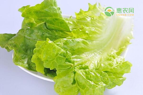 生菜和春菜有哪些区别？