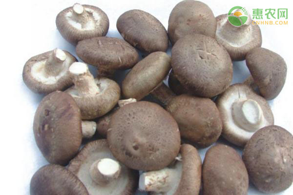 香菇是发物吗？哪些人适合吃？