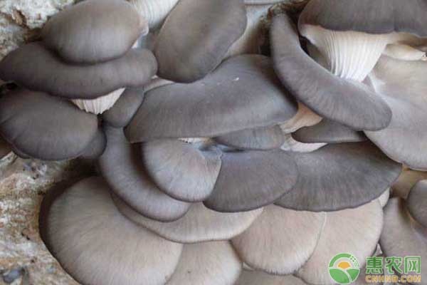 适宜秋冬季接种的平菇类型有哪些？
