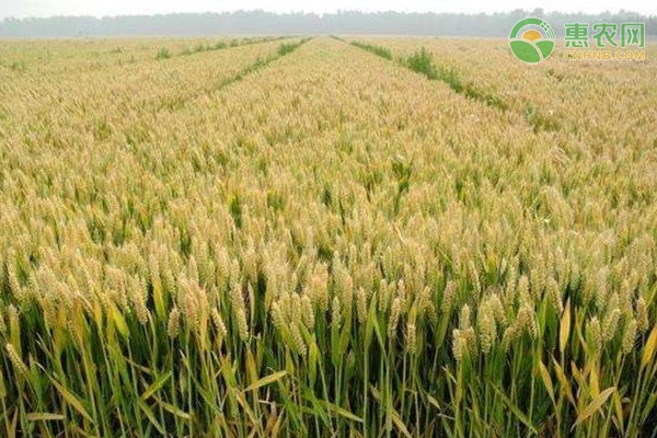 穗形大的属小麦中的什么品种？