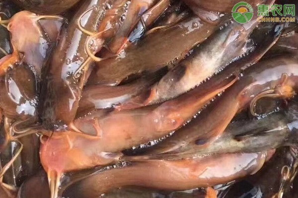 水蜂子鱼是不是保护鱼类？水蜂子鱼能人工养殖吗？