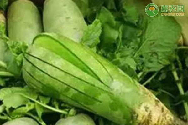 沙窝萝卜的种植原产地是哪？