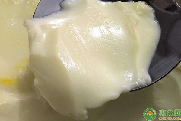牛初乳是什么？和牛奶有什么区别？