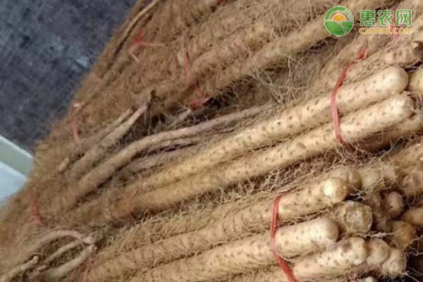 “小白嘴”白山药是哪个县的特色农产品？
