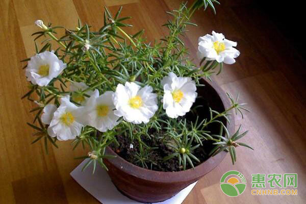 重瓣花和单瓣花有哪些区别？