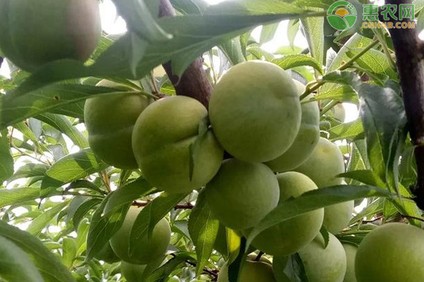 蜂糖李什么时候成熟？产地在哪？
