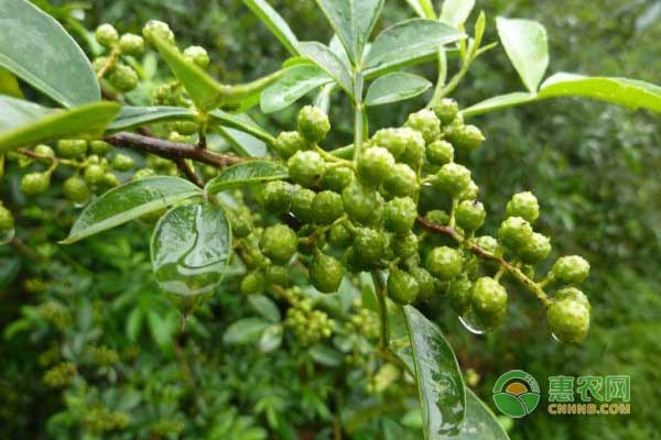 花椒采收后怎样进行贮运保鲜？