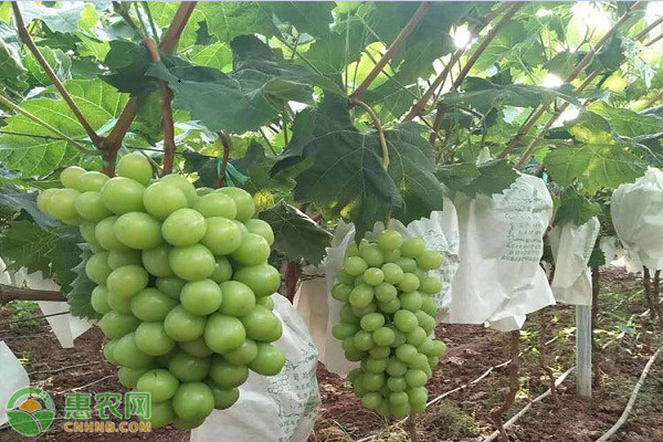 青葡萄有哪些常见品种？