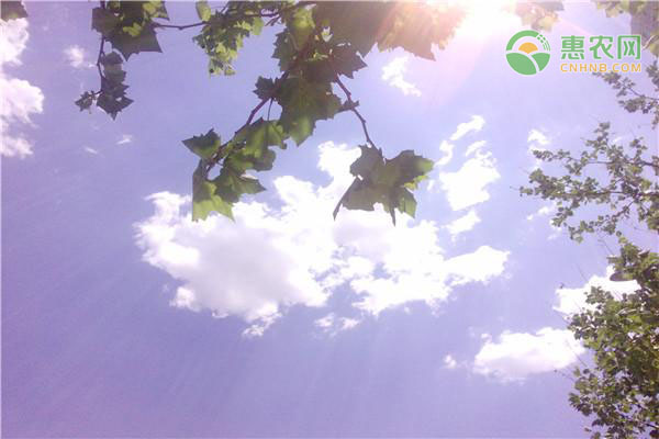 夏季的最后一个节气是什么？