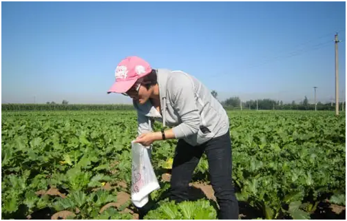 如何给白菜施肥 白菜为什么施钾肥能增产