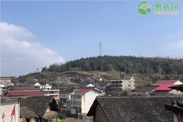 农村宅基地怎么置换城镇房屋？置换的方式和标准是什么？