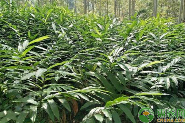 农村6旬老农山林种砂仁，通过卖砂仁卖苗年挣40万！