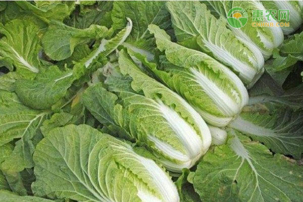 大白菜多少钱一斤？后期大白菜行情怎样？