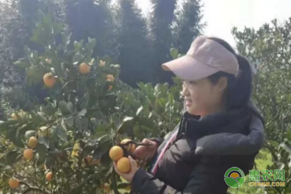 特别推荐丨从“门外汉”到电商能人，她奏响了电商致富曲