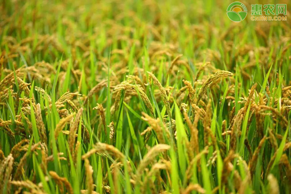 种植补贴扶持项目有哪些？2020年种植补贴政策解读