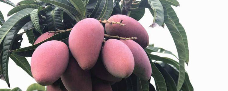 四季芒果苗价格多少钱一棵 四季芒果苗价格多少钱一棵