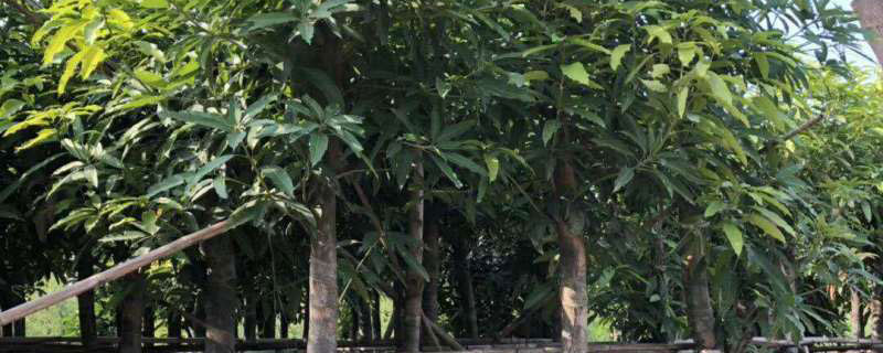 红象牙芒果苗多少钱一株