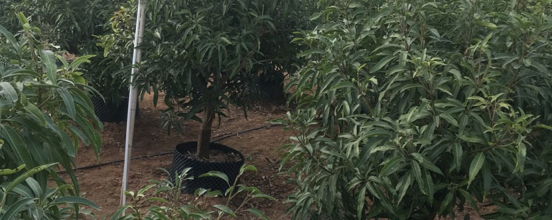 爱文芒果苗多少钱一棵