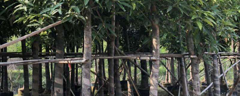 贵妃芒果苗多少钱一棵