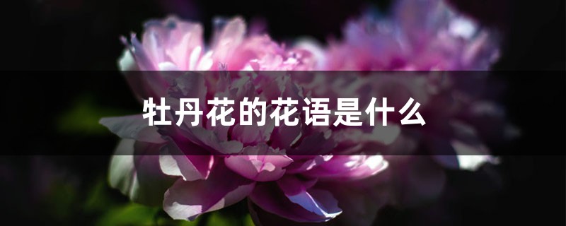 牡丹花的花语是什么