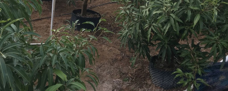 澳芒苗多少钱一棵