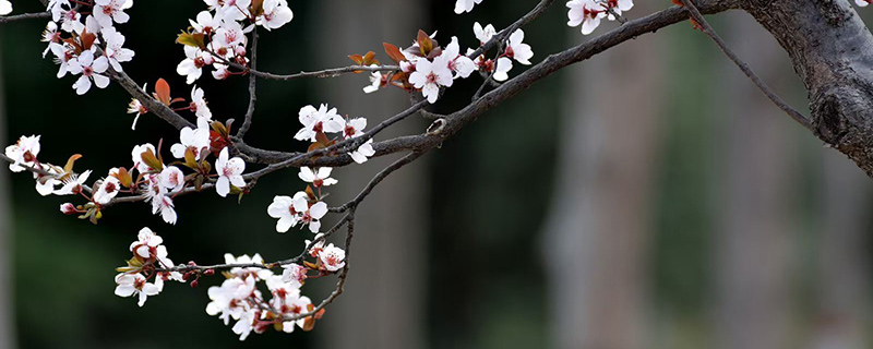 紫叶李