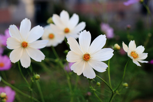 src=http___img.chinapp.com_uploadfile_Articles_2015-08-12_332320835.jpg&refer=http___img.chinapp_副本.jpg