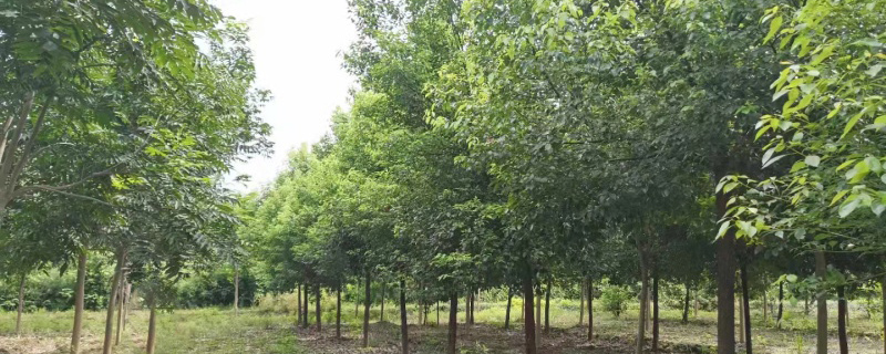 苗圃基地