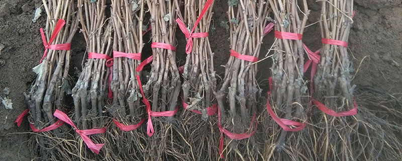 红宝石葡萄苗多少钱一棵 红宝石葡萄苗多少钱一棵