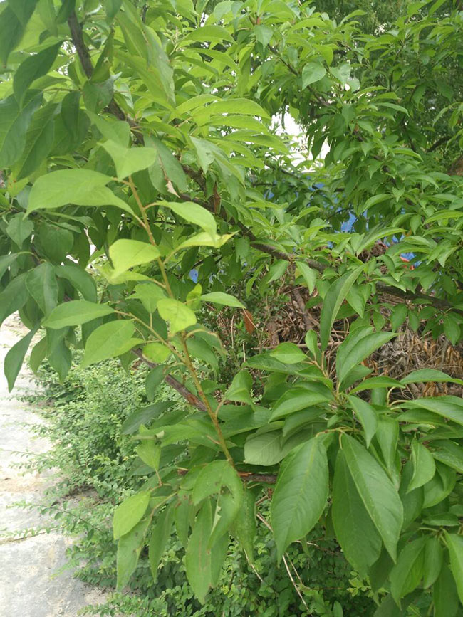 三年大红袍李子苗价格多少钱?